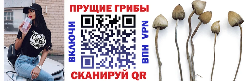 Галлюциногенные грибы Psilocybine cubensis  Козельск 